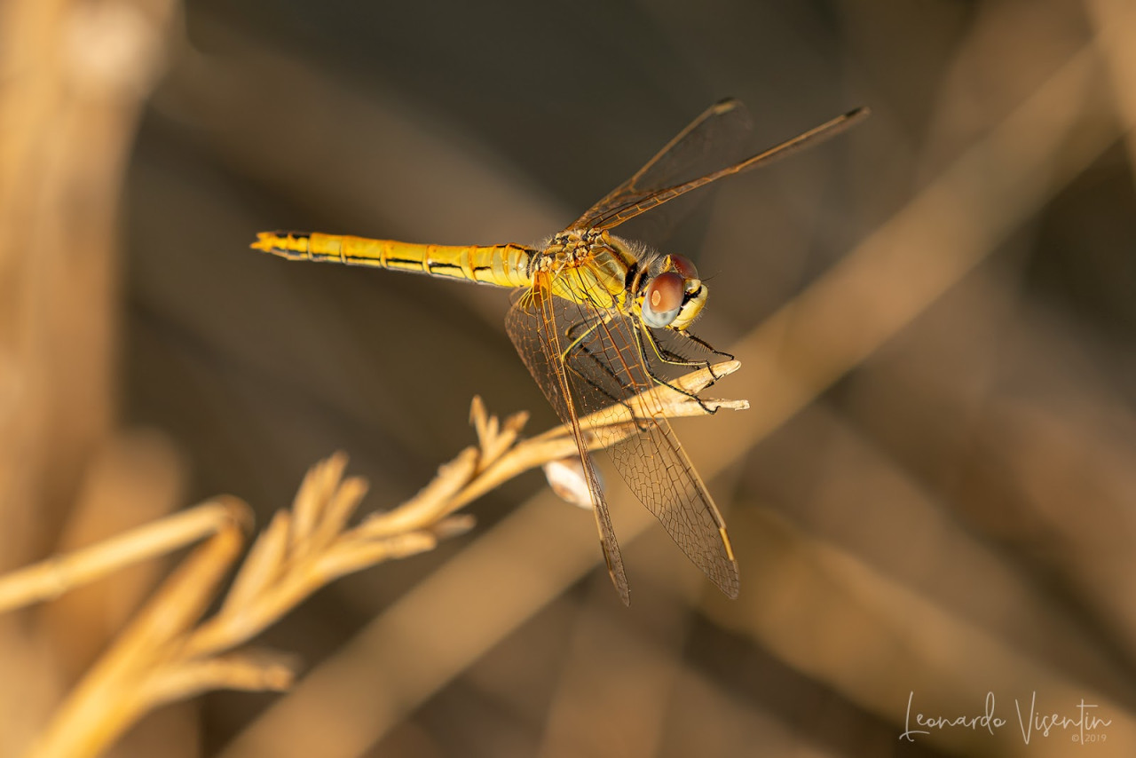 Sympetrum fonscolombii ♂