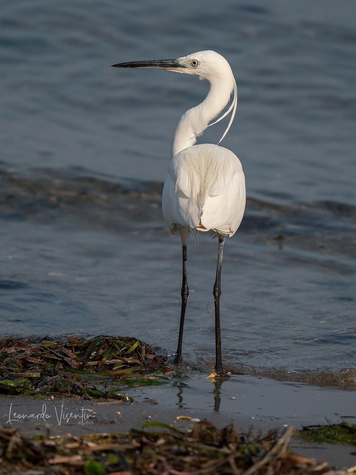 Garzetta (Egretta garzetta)