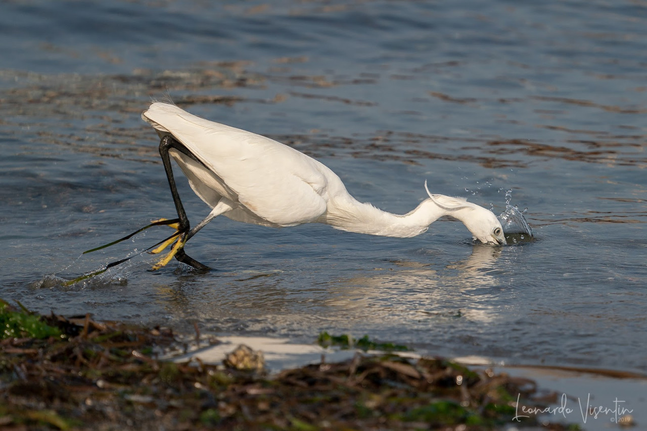 Garzetta (Egretta garzetta)