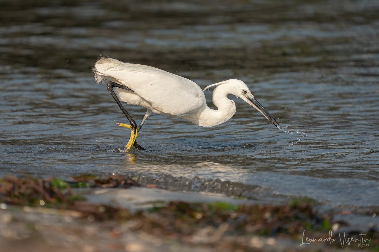 Garzetta (Egretta garzetta)