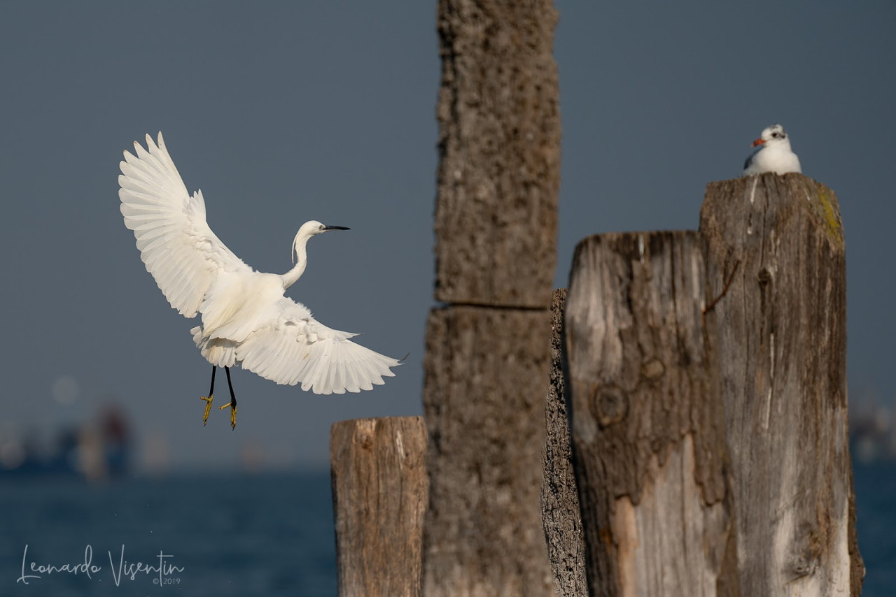 Garzetta (Egretta garzetta)