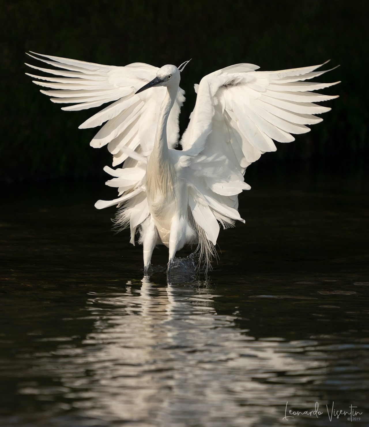 Garzetta (Egretta garzetta)