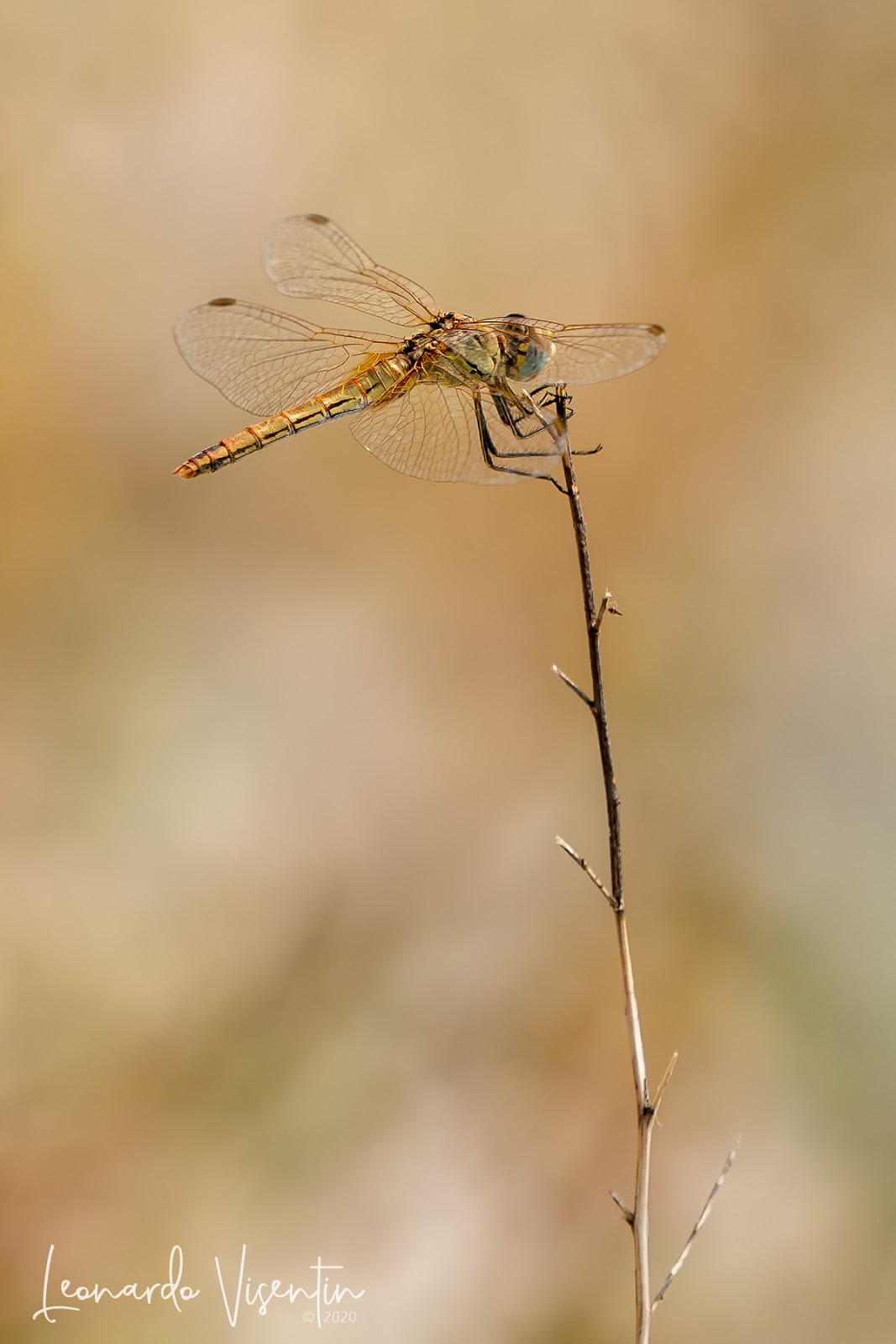 Sympetrum fonscolombii ♂