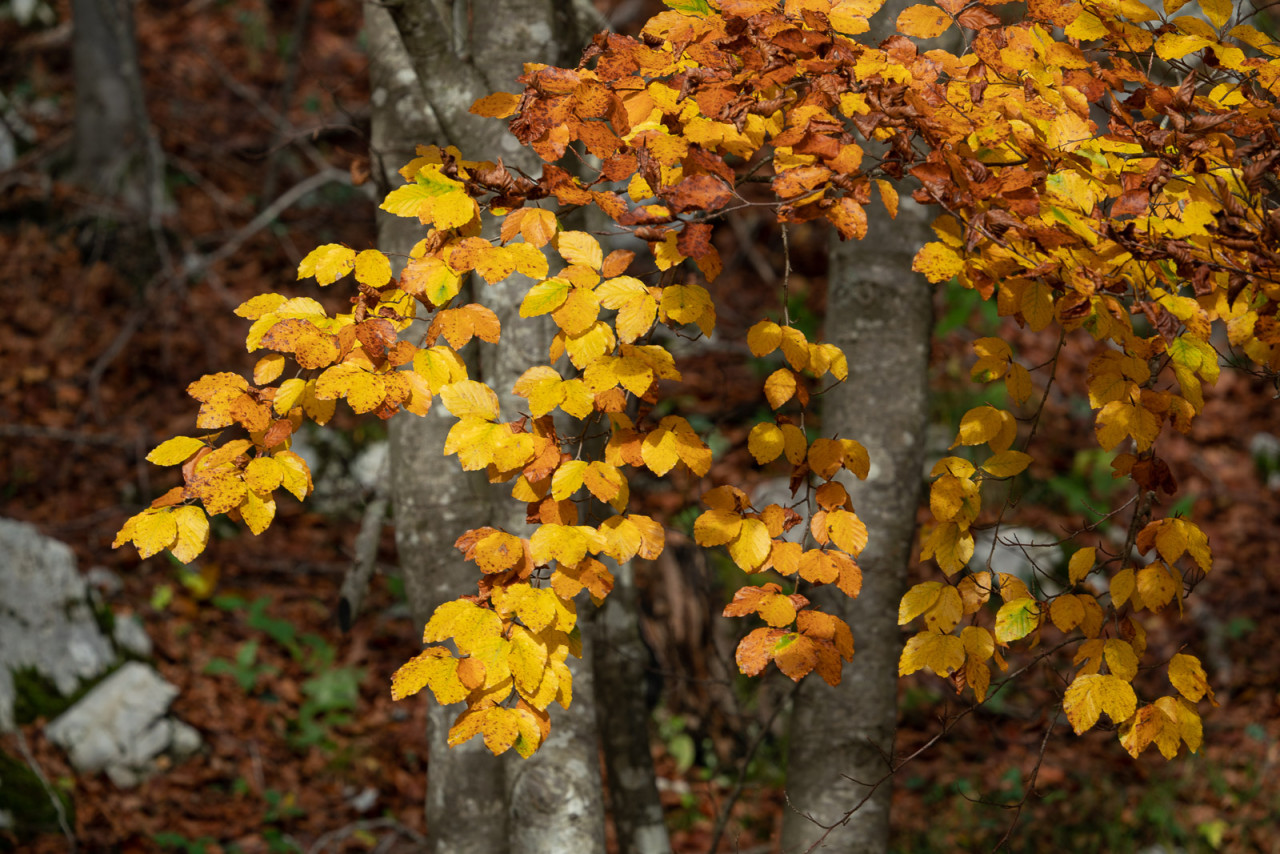 Autunno