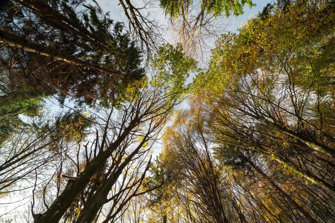 Autunno dal basso