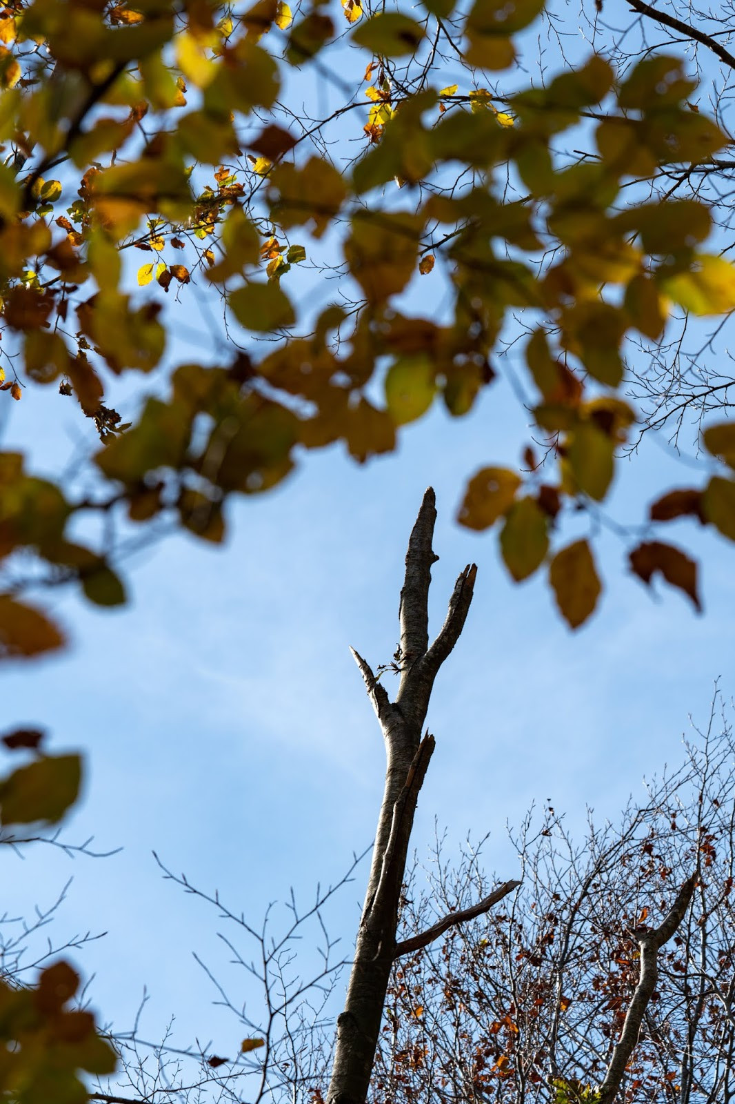 Moncone di albero