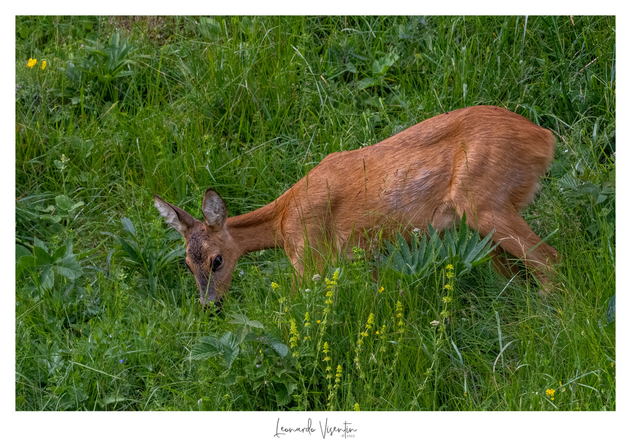 Capriolo