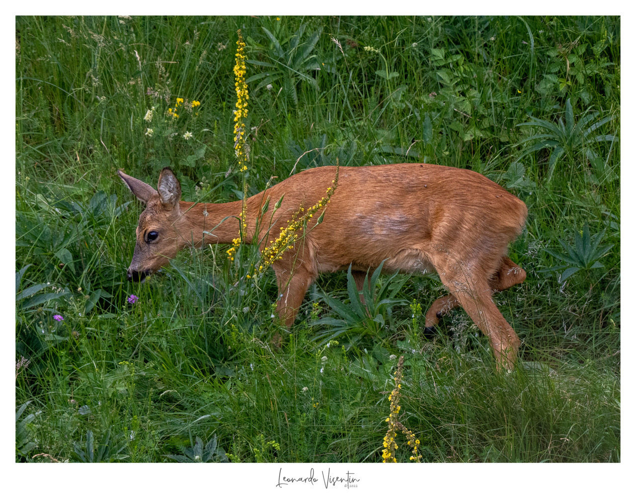 Capriolo