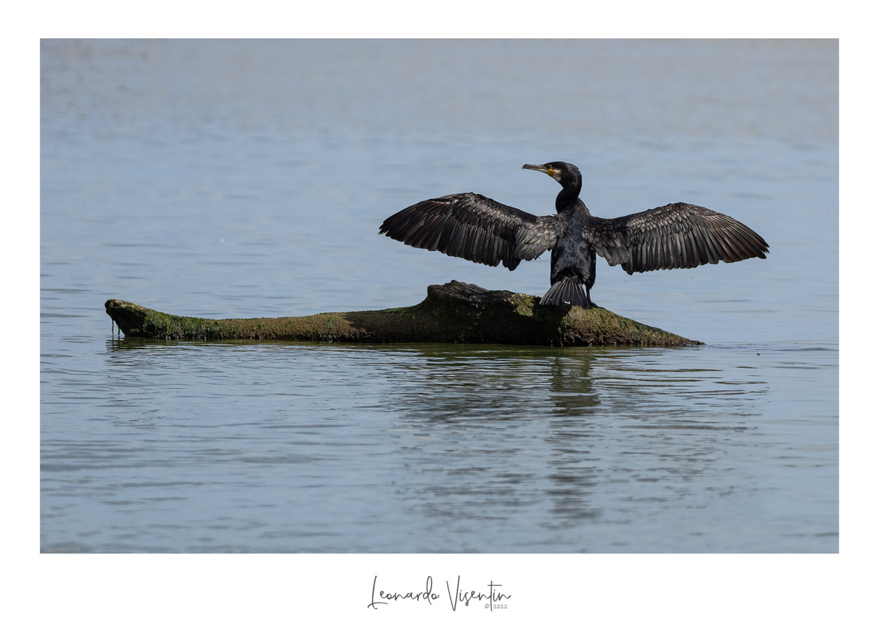 Cormorano