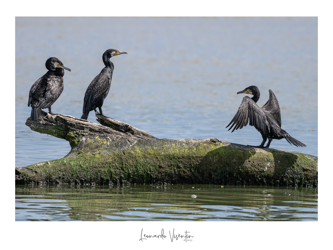 Cormorani