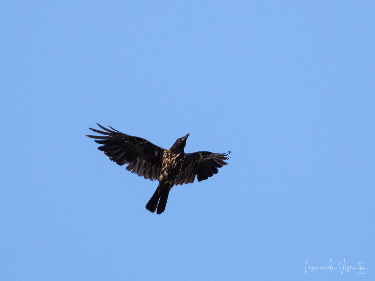 Ibrido cornacchia nera x grigia