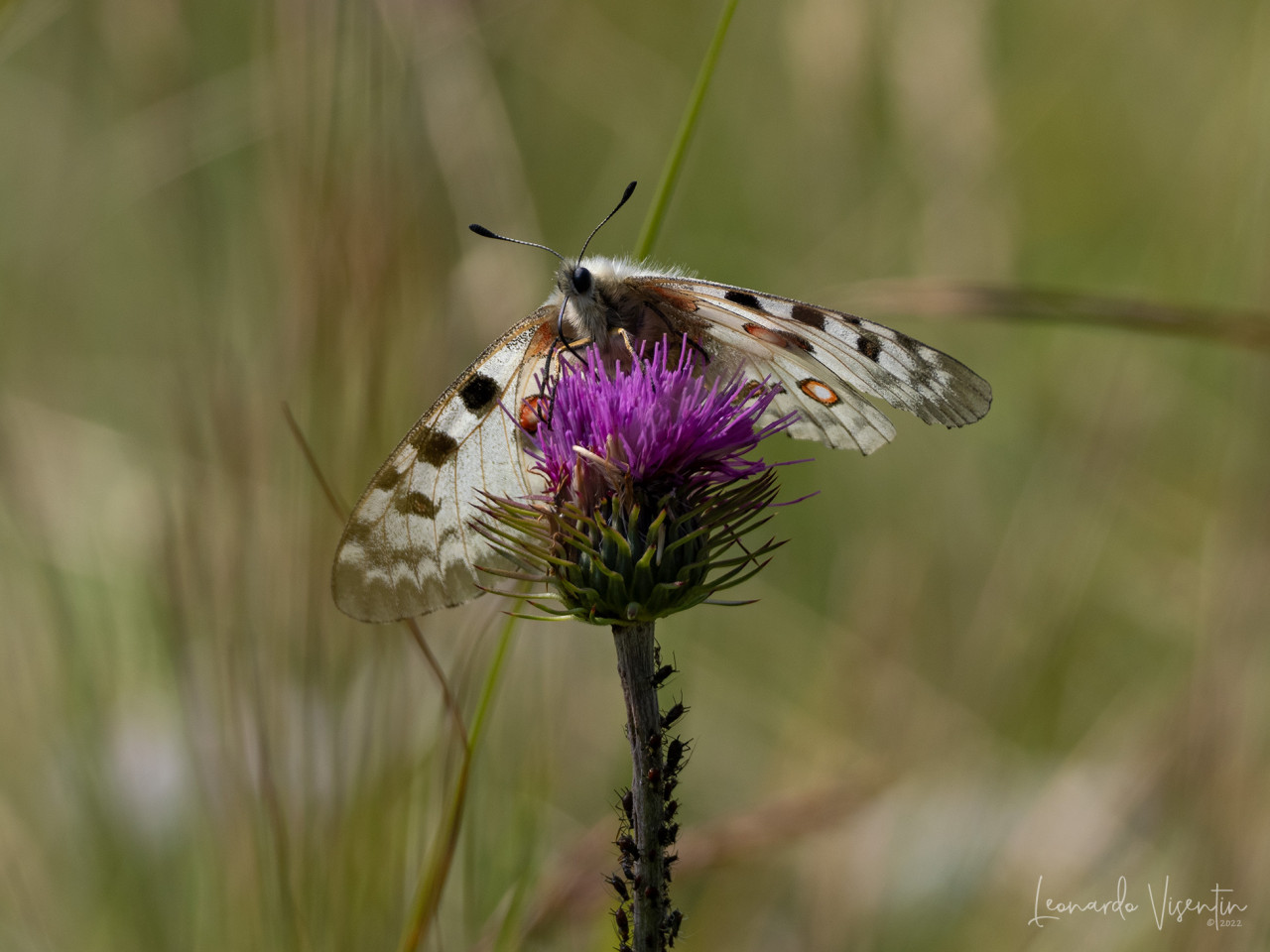 Parnassius apollo