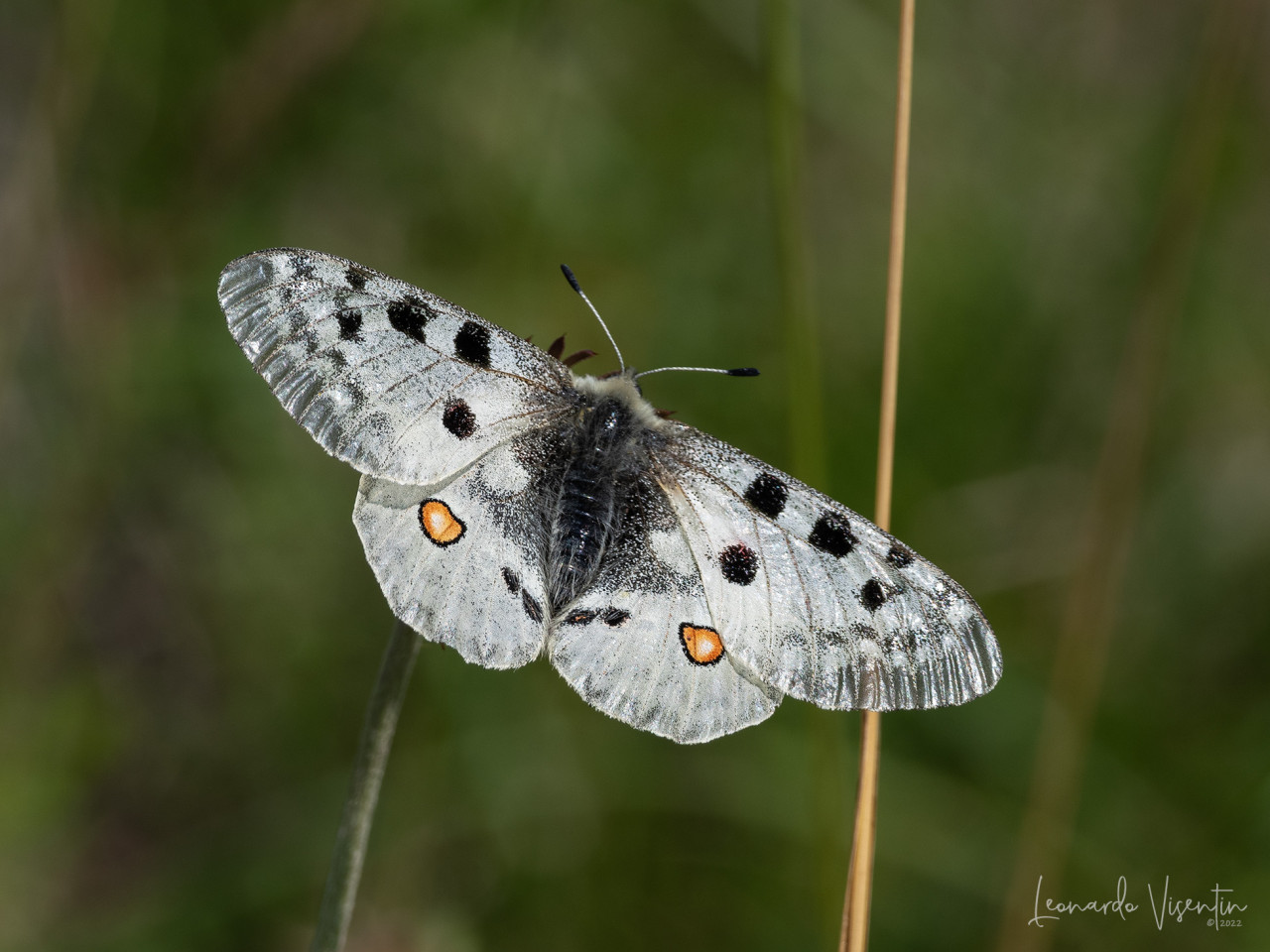 Parnassius apollo