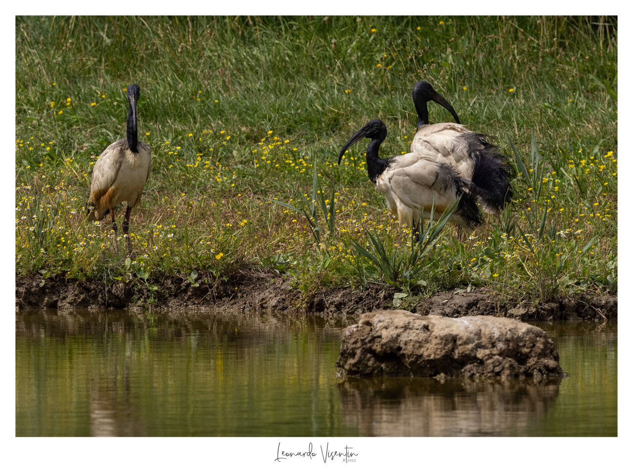 Ibis sacri