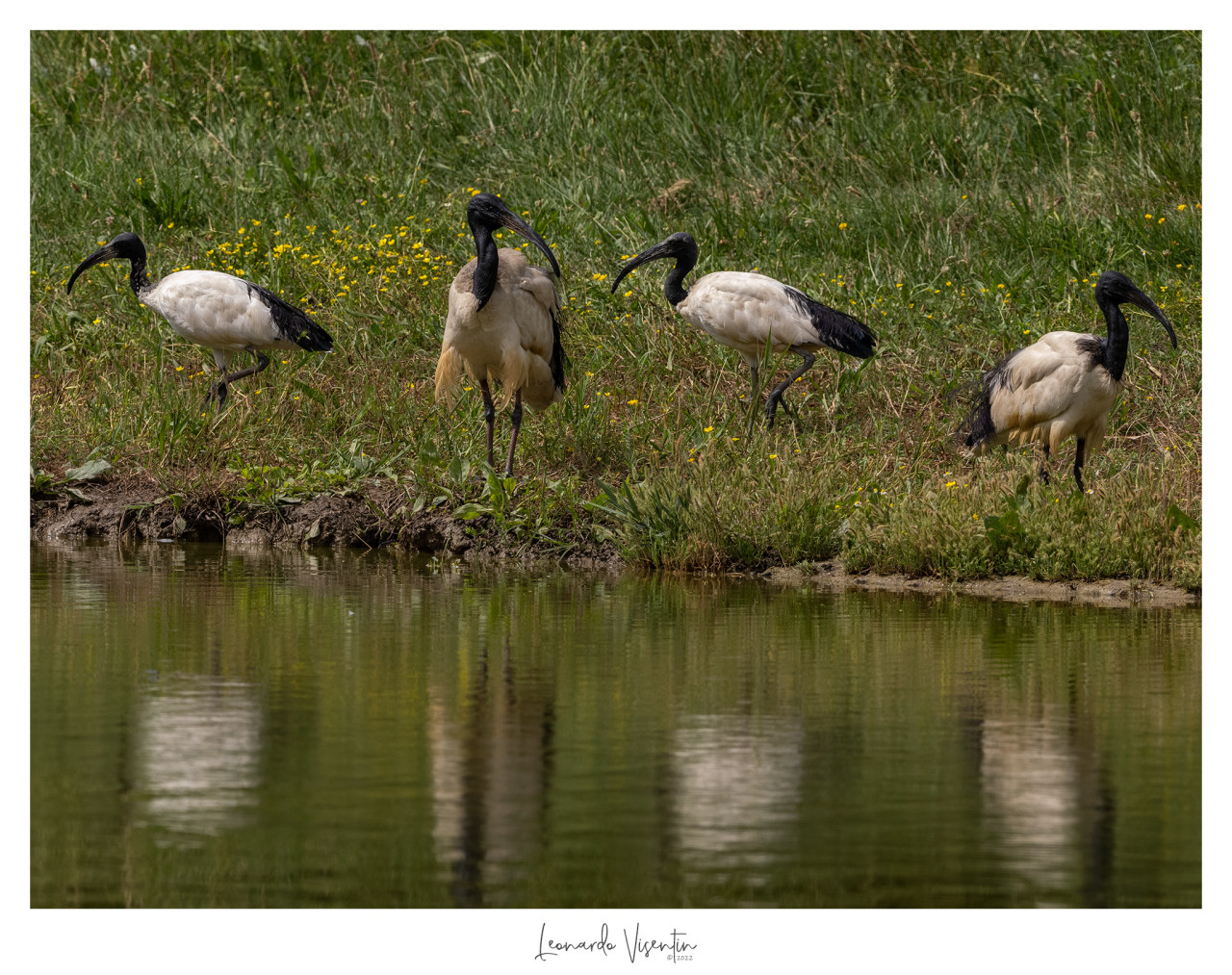 Ibis sacri