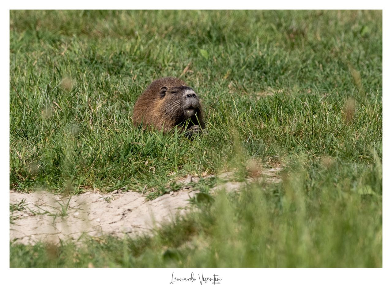 Nutria