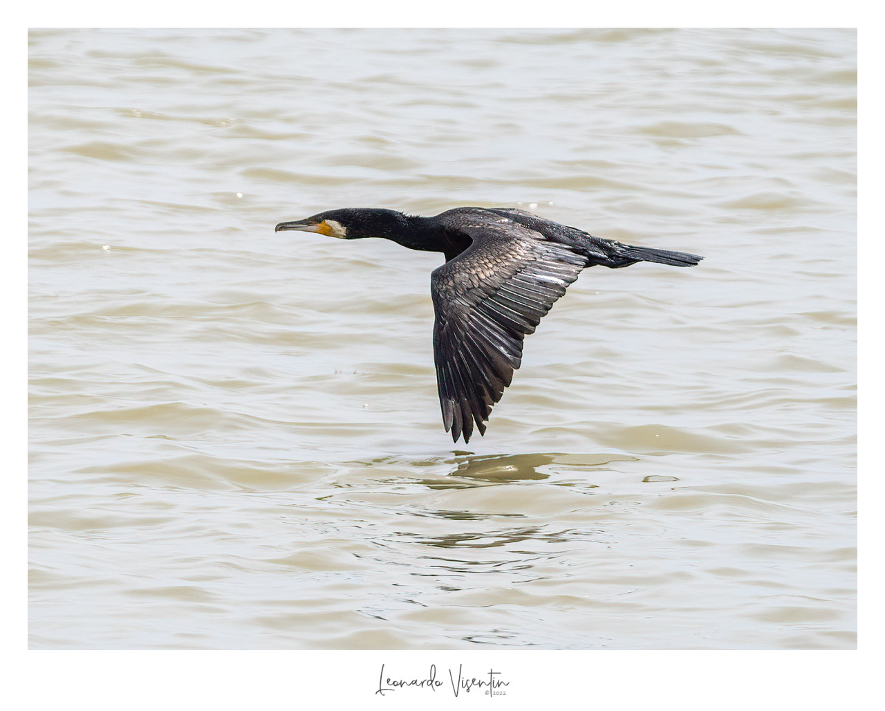 Cormorano