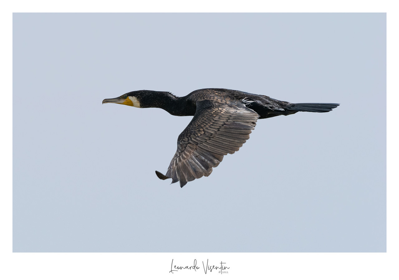 Cormorano