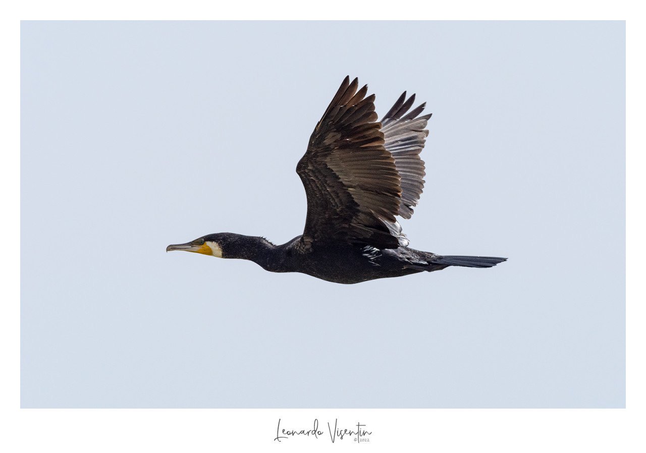 Cormorano