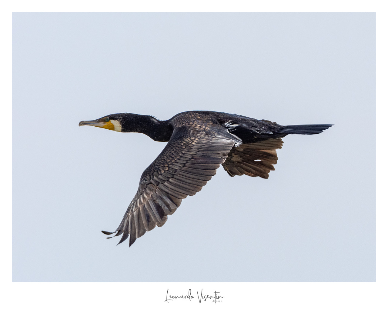 Cormorano