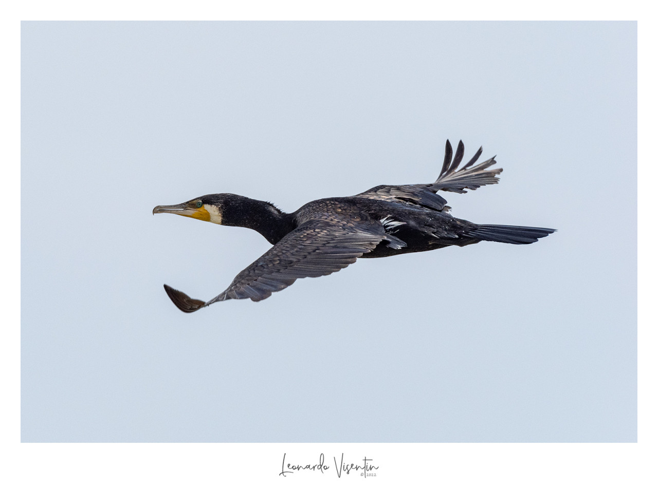 Cormorano