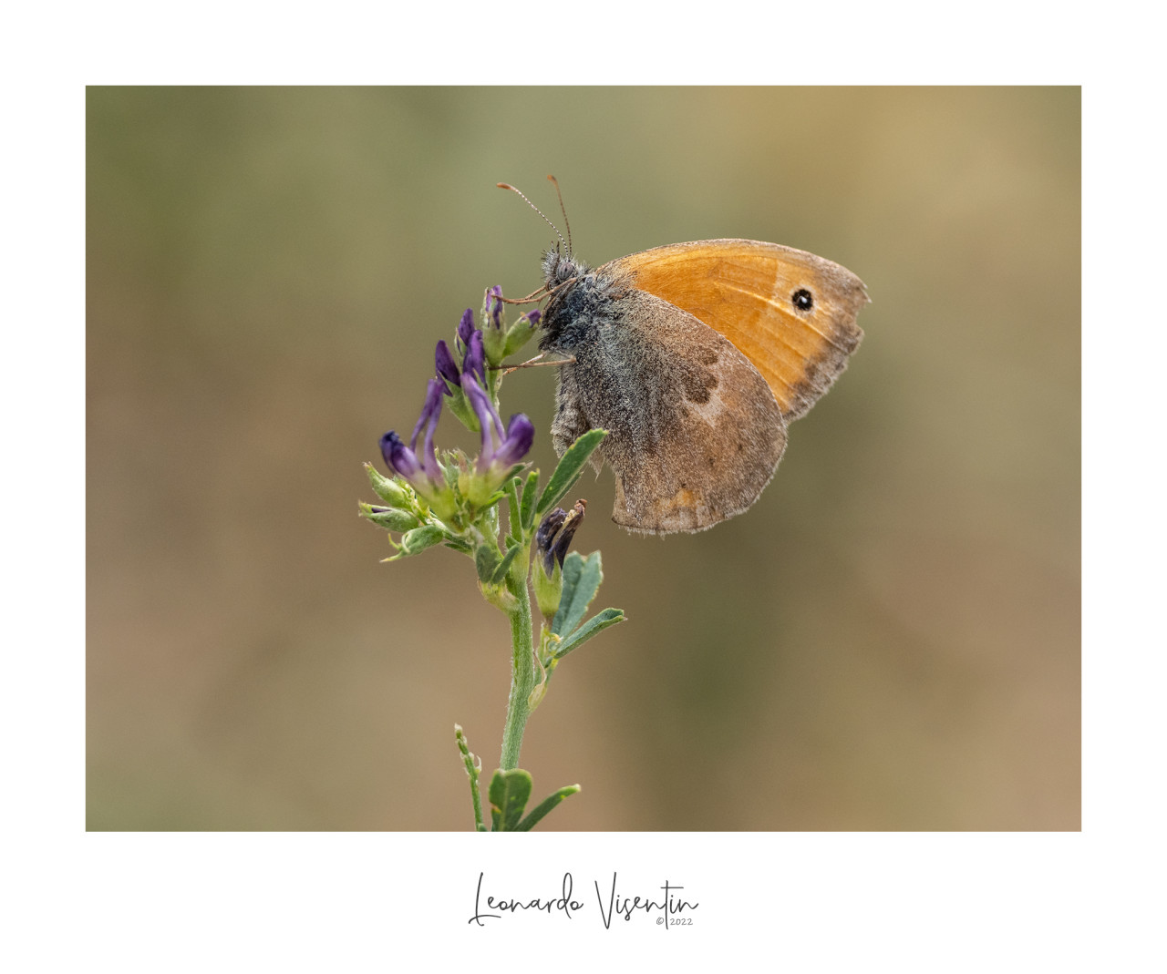 Coenonympha pamphilus