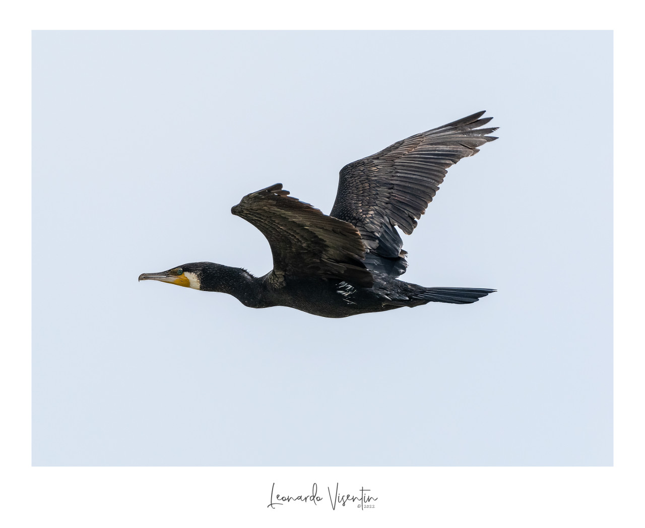 Cormorano