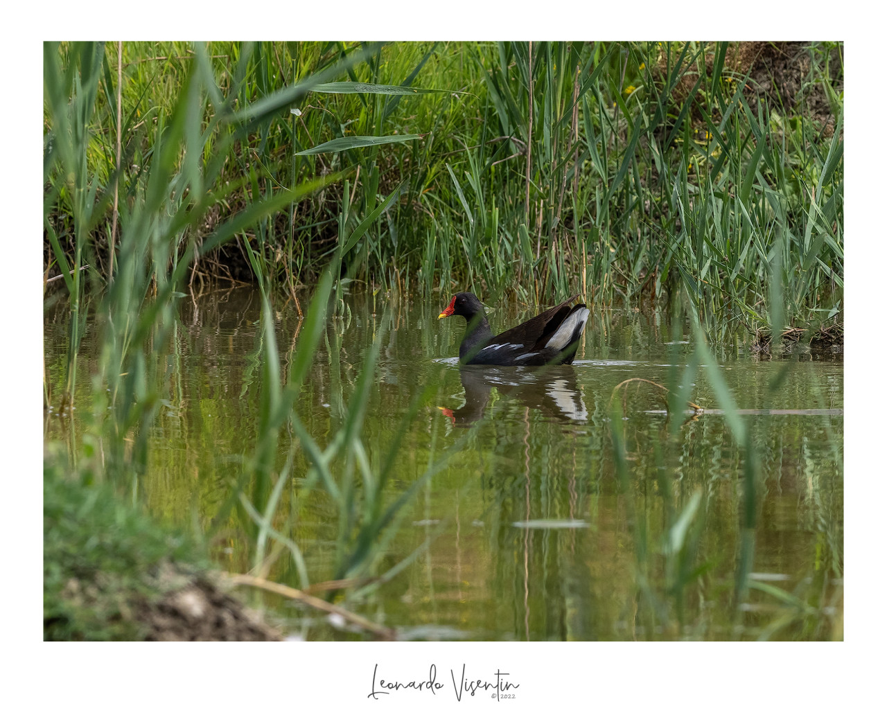 Gallinella d'acqua