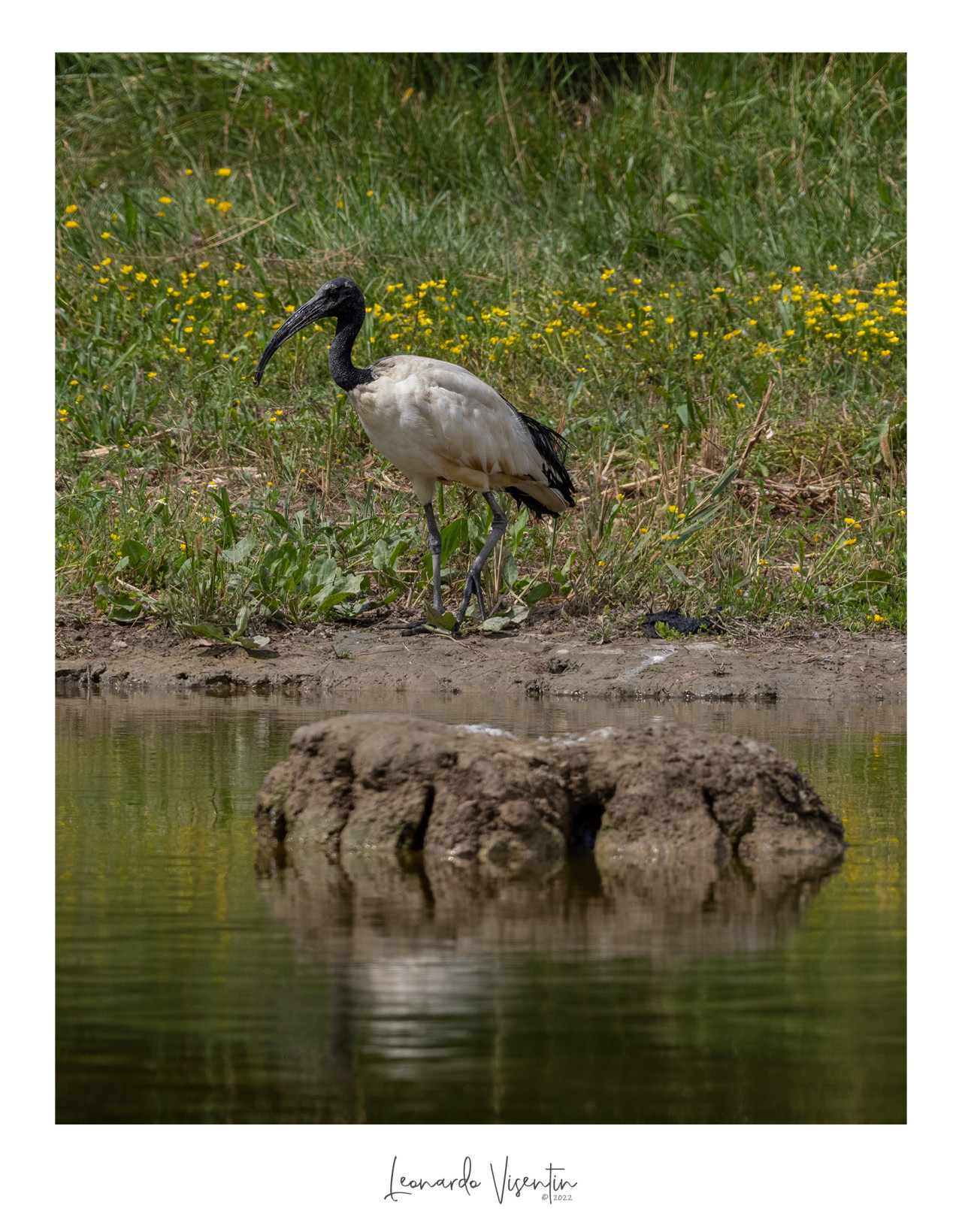 Ibis sacro 