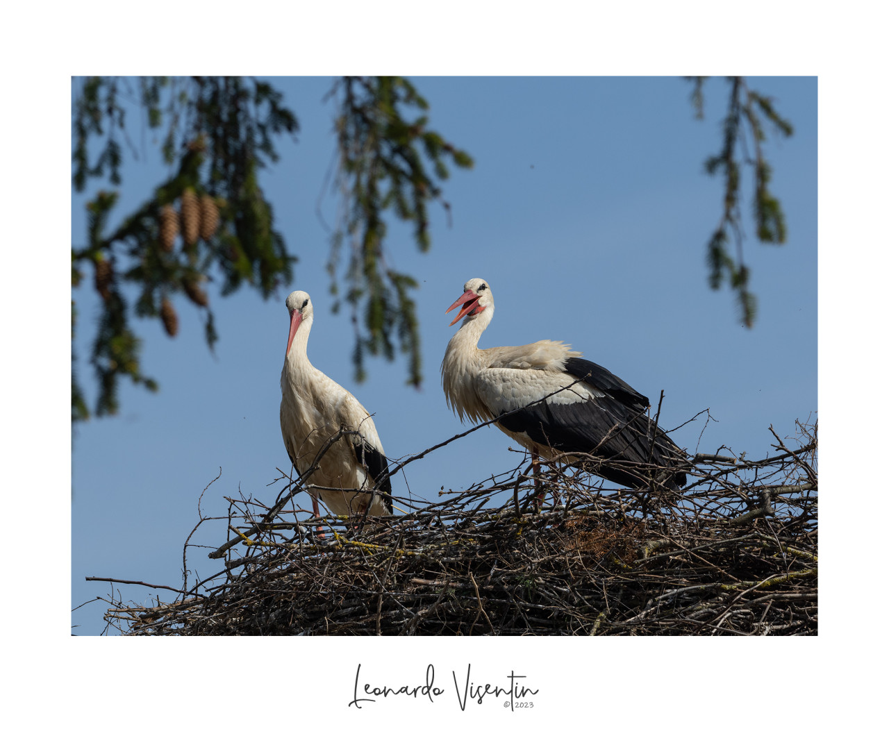 Cicogne bianche al nido