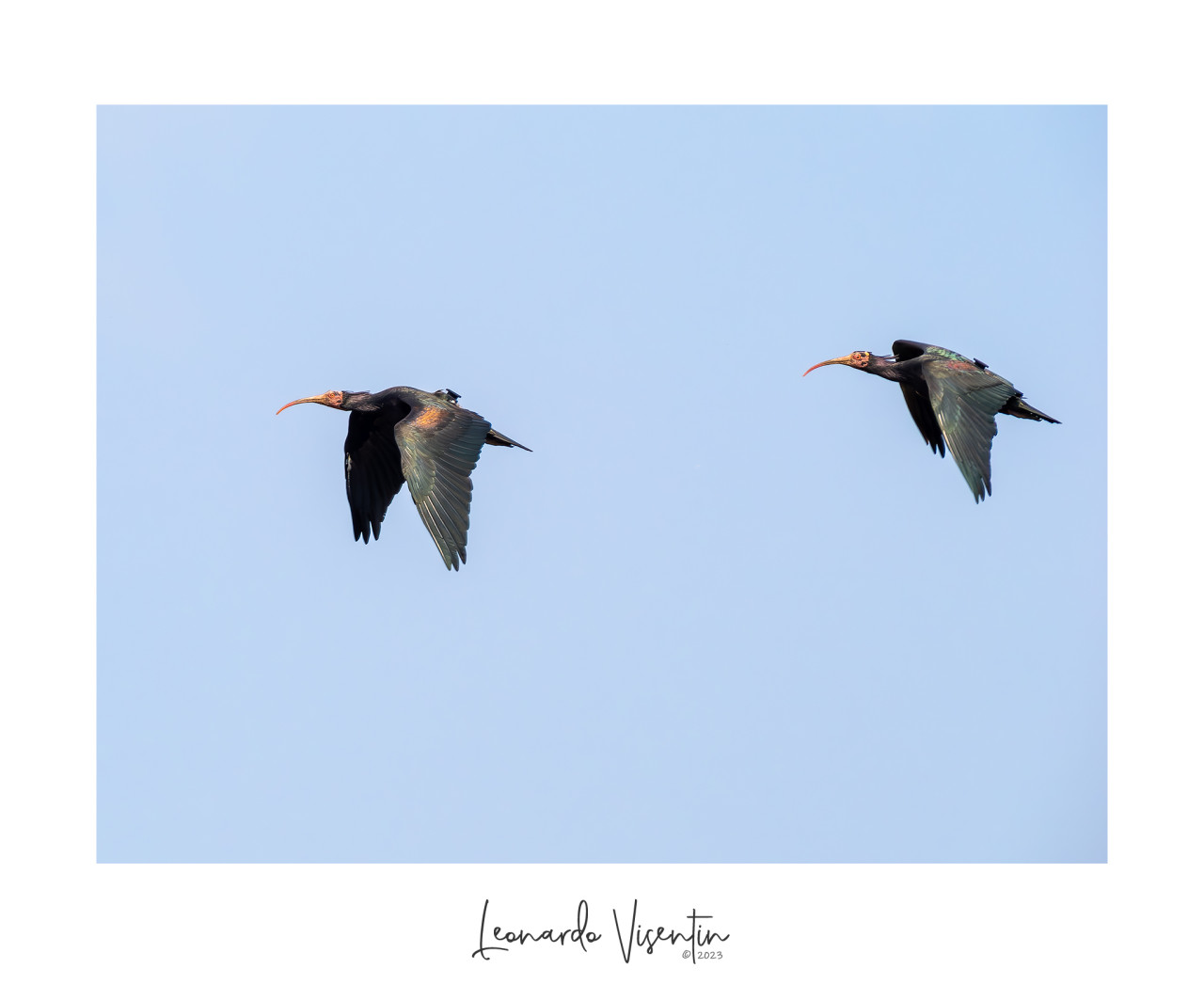 Ibis eremita