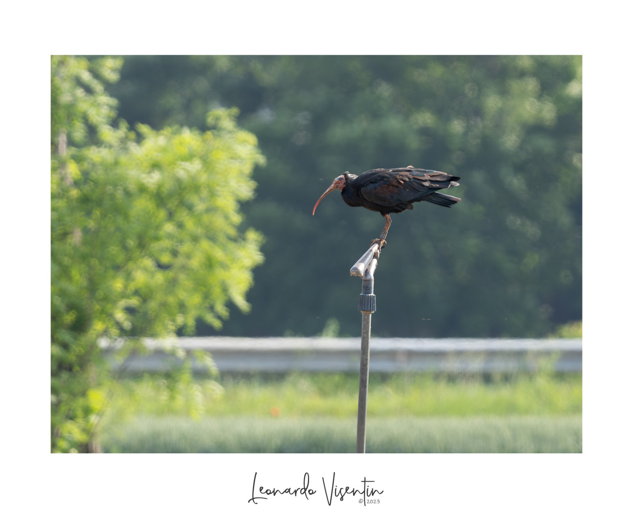 Ibis eremita