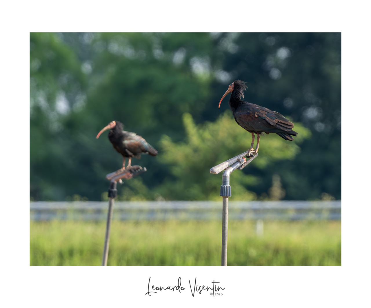 Ibis eremita