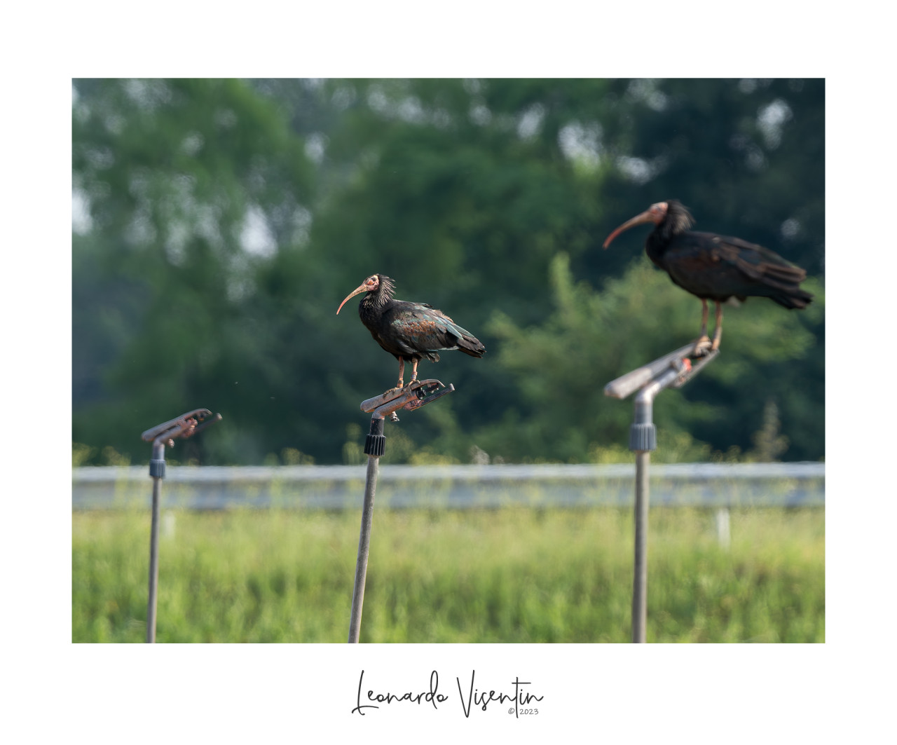 Ibis eremita