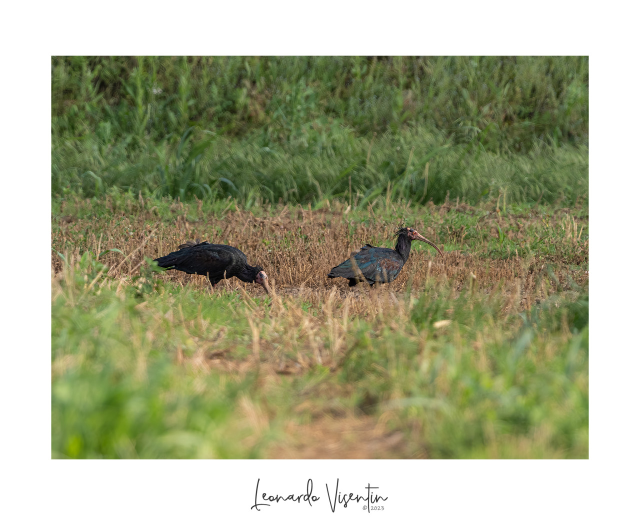 Ibis eremita