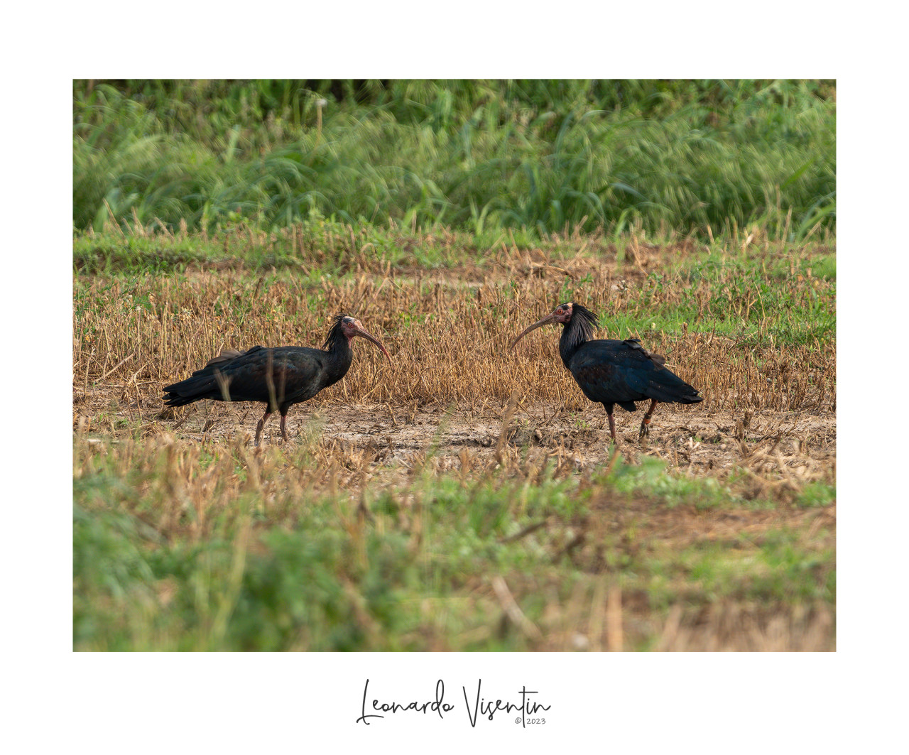 Ibis eremita