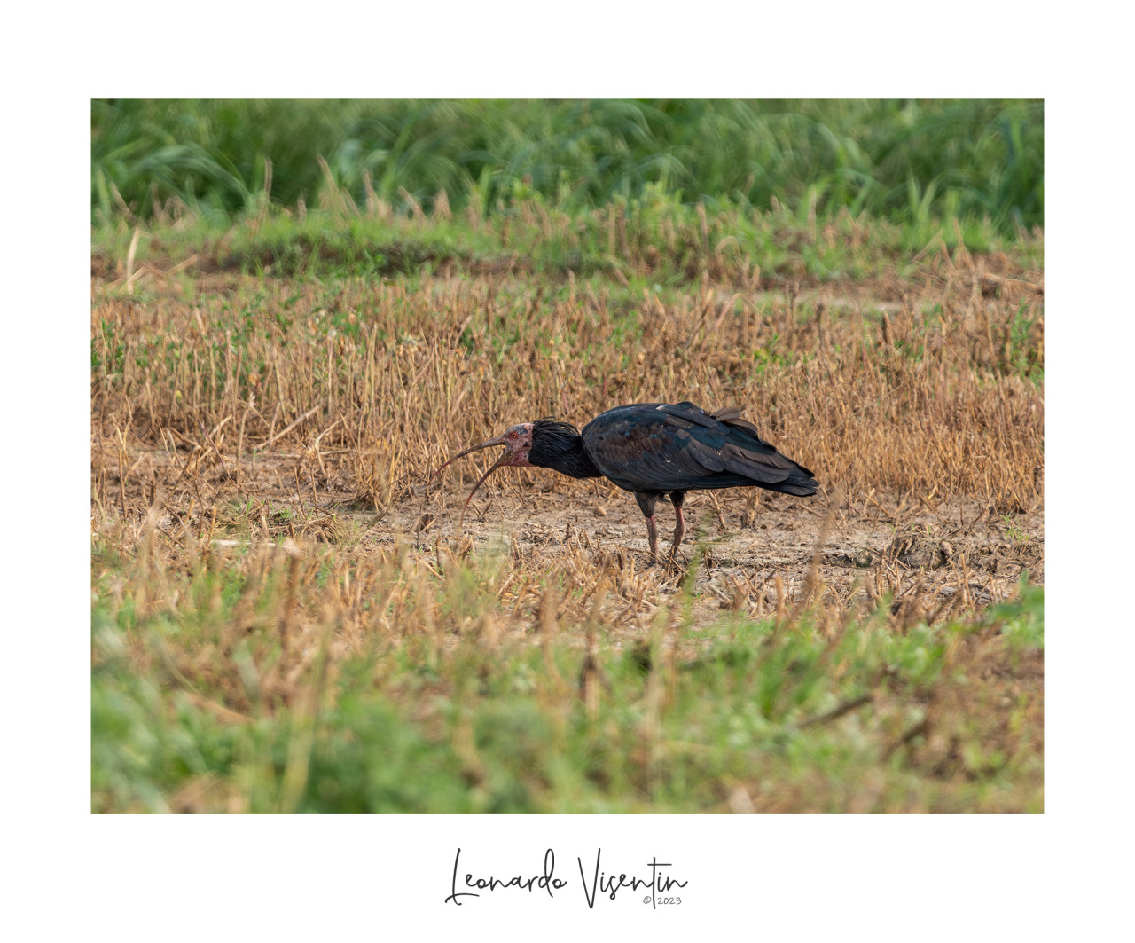 Ibis eremita