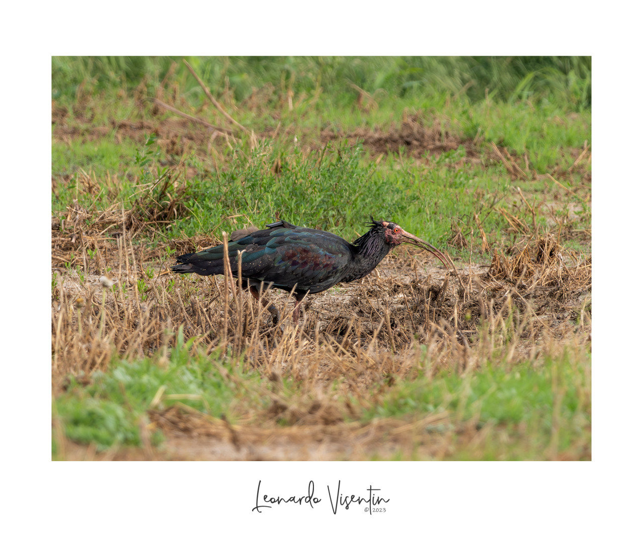 Ibis eremita