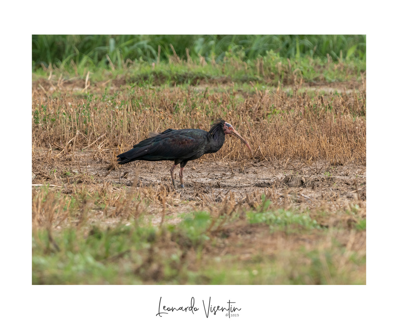 Ibis eremita