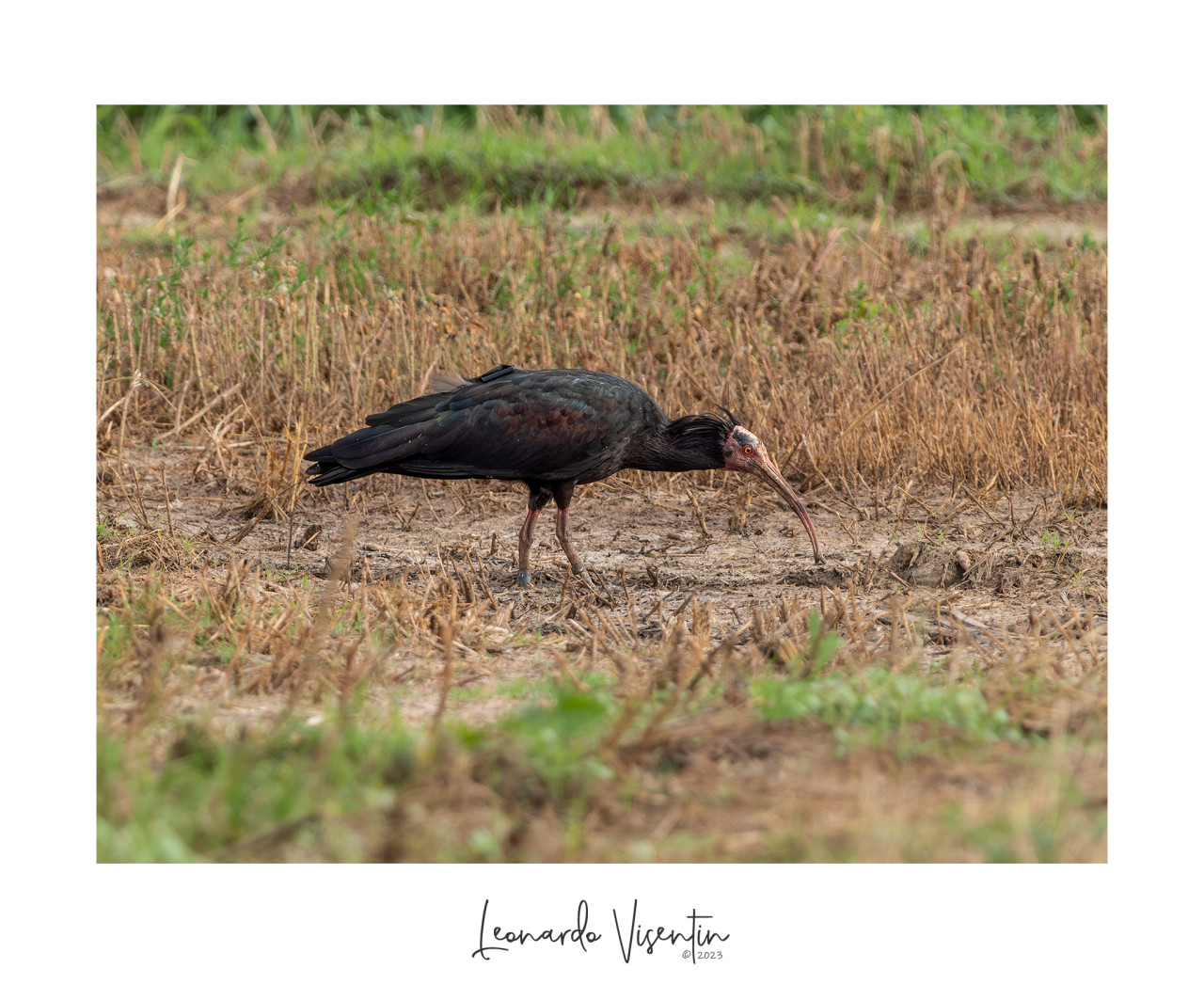 Ibis eremita