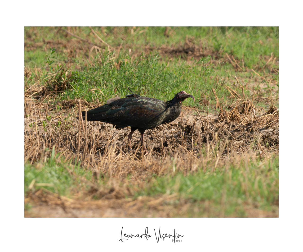 Ibis eremita