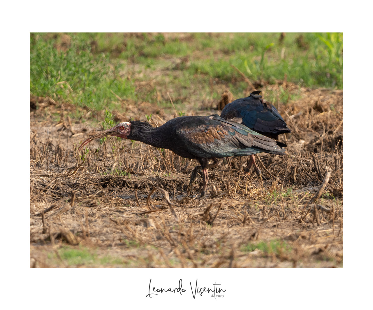 Ibis eremita