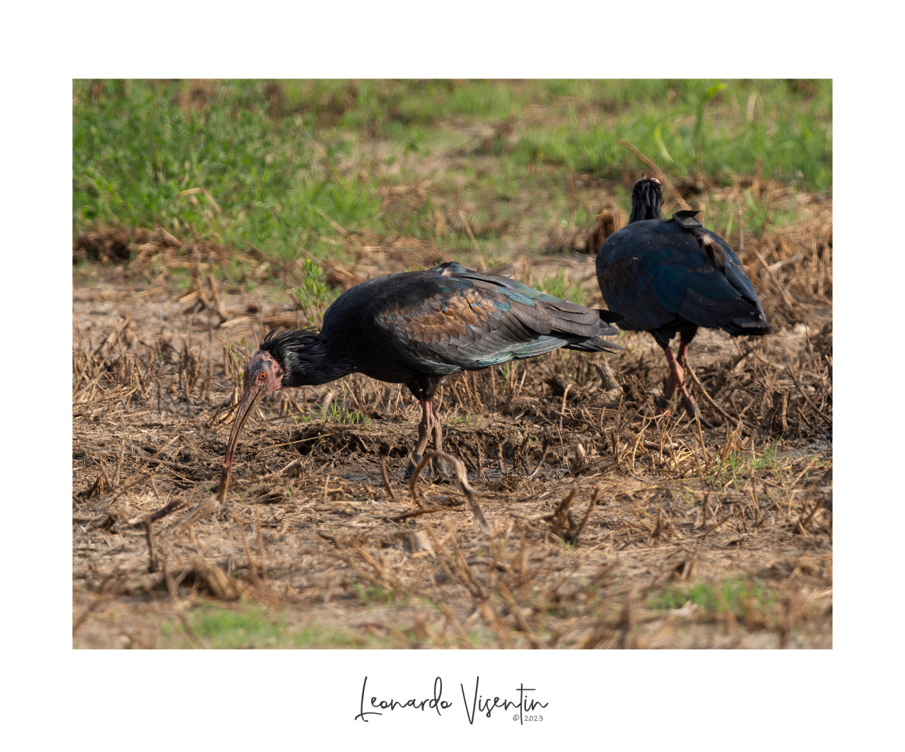 Ibis eremita