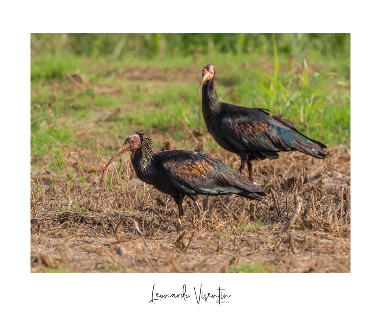 Ibis eremita