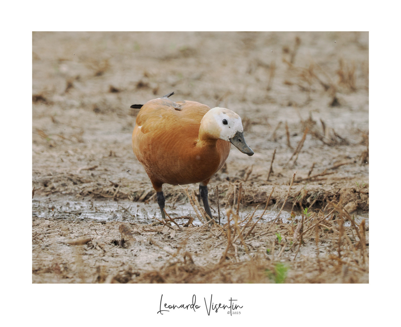 Casarca (Tadorna ferruginea)