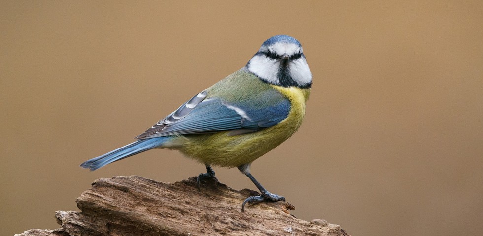 Cinciarella (Cyanistes caeruleus)