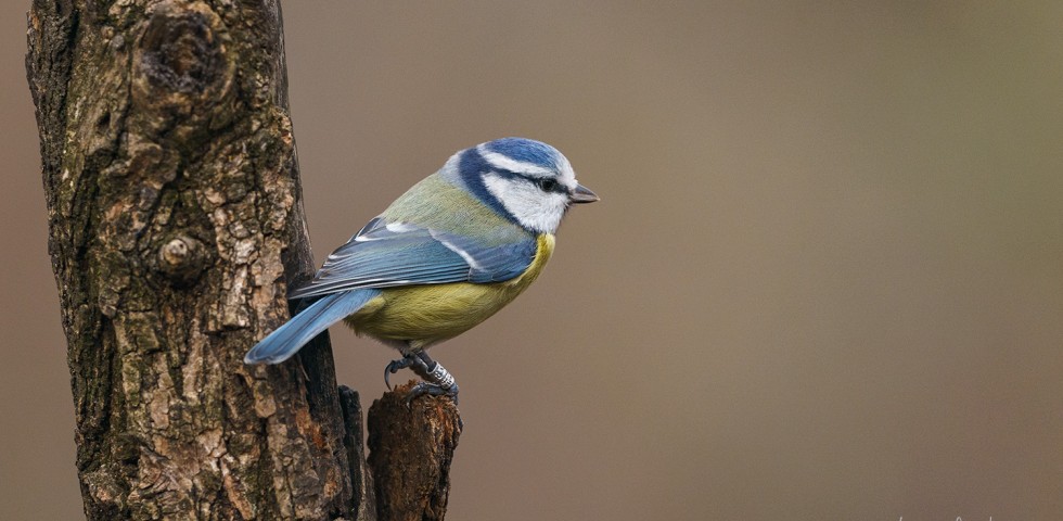 Cinciarella (Cyanistes caeruleus)