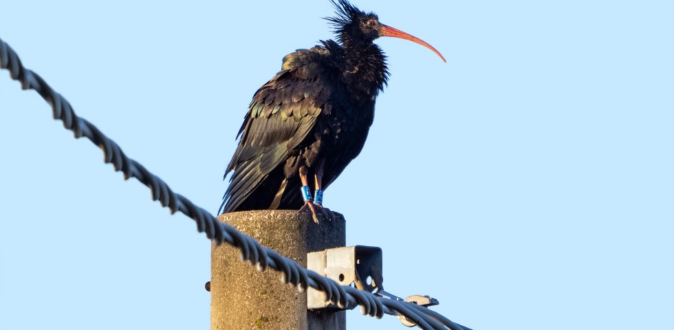 rory, ibis eremita