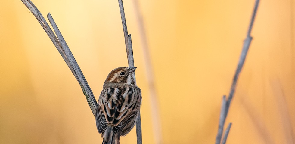 Migliarino di palude