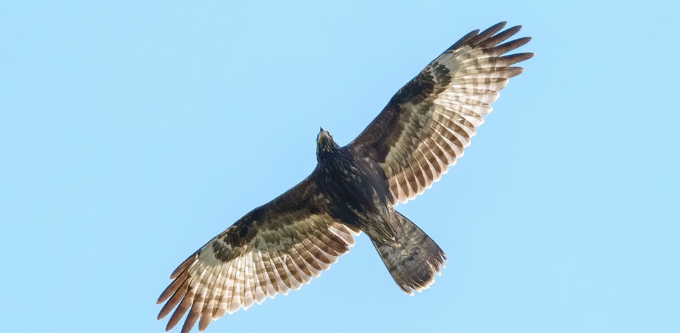 Falco pecchiaiolo